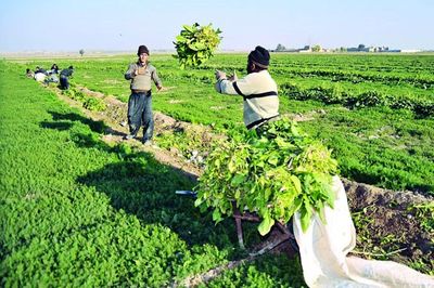 کشتزارهایی به وسعت ۱۰۰متر