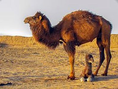 پیشنهاد پرورش &quot;شتر&quot; به بیکاران