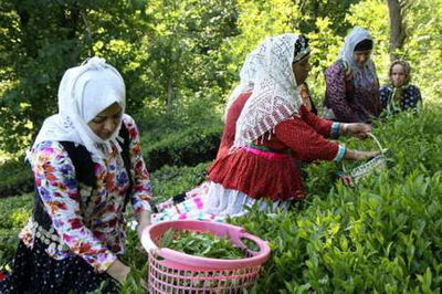 امروز بیش از ۲میلیارد تومان دیگر از مطالبات چایکاران واریز شد/ میزان پرداختی مطالبات به ۱۱۷میلیارد تومان رسید/ واریز ۵میلیارد تومان دیگر تا پایان هفته