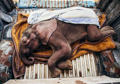 زندگی دوباره بچه فیل در عکس روز نشنال جئوگرافیک
